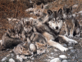 /album/galeria-de-fotos/lobos-1-png/